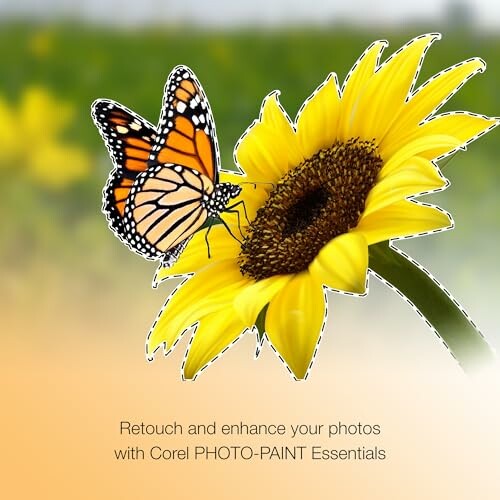 Butterfly on a sunflower with text about photo editing.